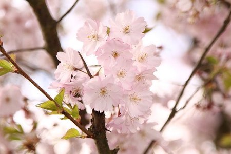 桜の剪定は落葉後の11月 枝に直角にハサミを入れるのがポイント Yourmystar Style By ユアマイスター