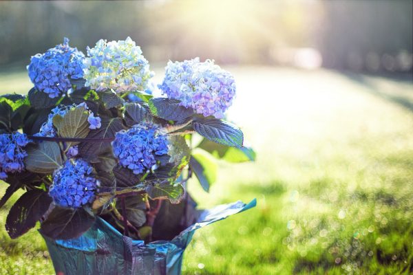 紫陽花の剪定まとめ｜根元から切るのも必要！3つの方法や時期も紹介