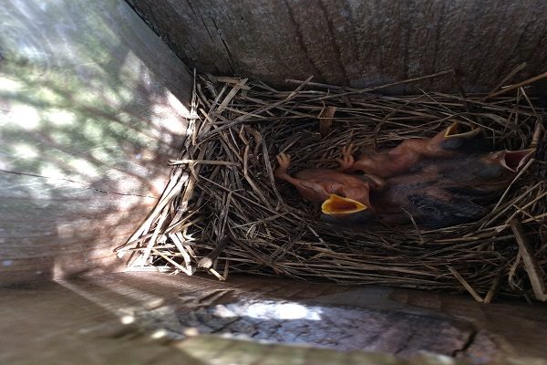 鳩の駆除の完全マニュアル！三段階のレベル別で、対策グッズをご紹介 