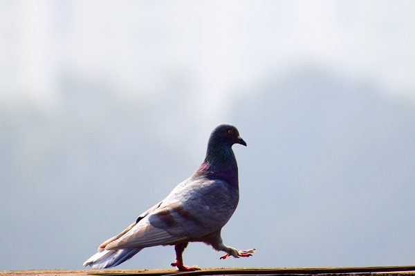 鳩の駆除の完全マニュアル 三段階のレベル別で 対策グッズをご紹介 Yourmystar Style By ユアマイスター