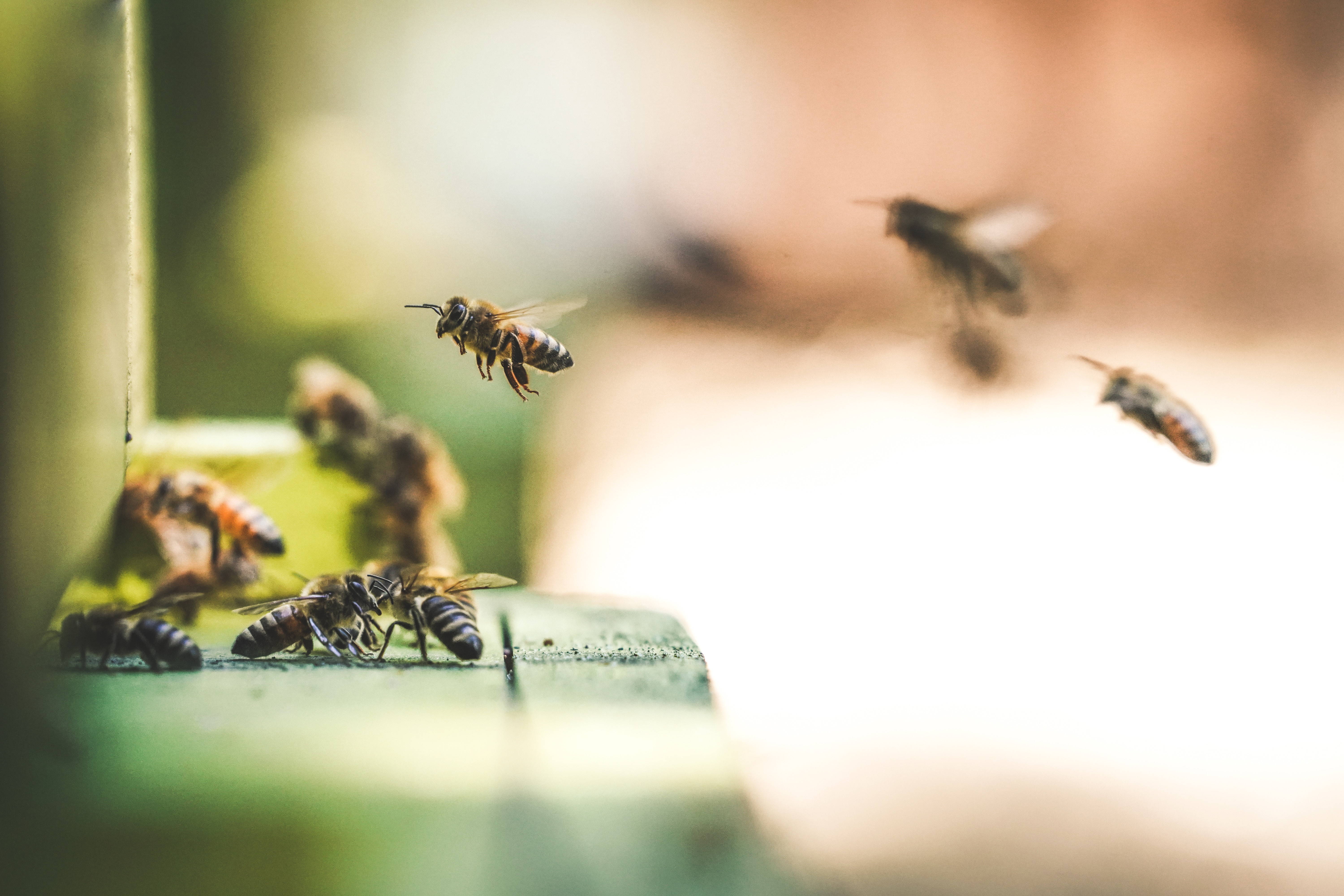 ハチの巣退治 蜂駆除 自力でやる無謀な人のための方法と道具を紹介 Yourmystar Style By ユアマイスター