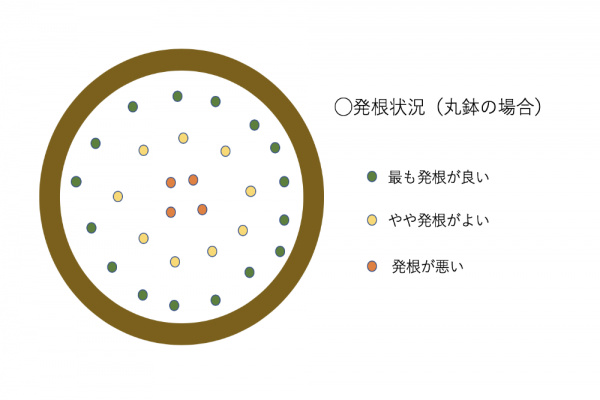 挿し木を徹底解説 植物の種類毎の方法や適切な時期や環境をご紹介 Yourmystar Style By ユアマイスター