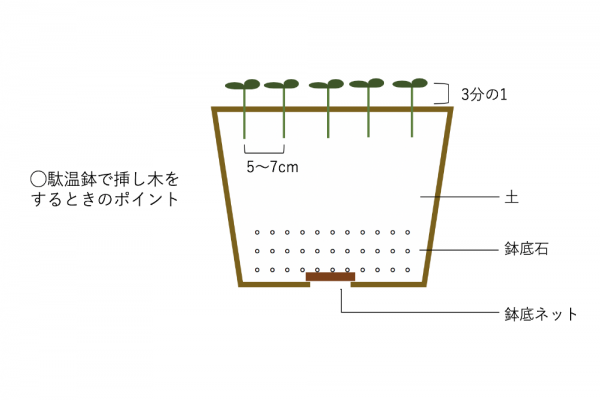 挿し木を徹底解説 植物の種類毎の方法や適切な時期や環境をご紹介 Yourmystar Style By ユアマイスター