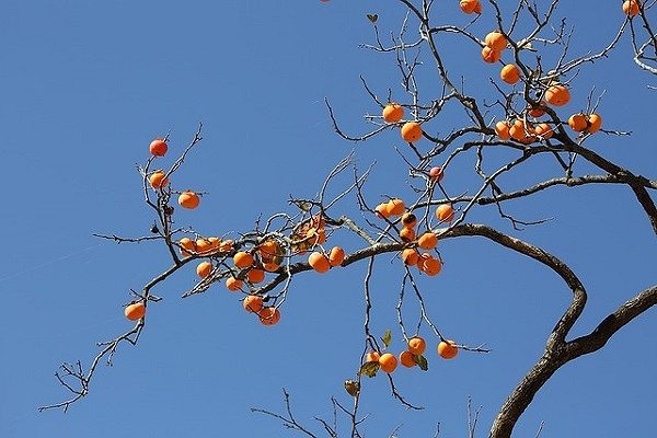 柿の剪定時期は11 2月が吉 手順や実がなる枝を残す方法を伝授 Yourmystar Style By ユアマイスター