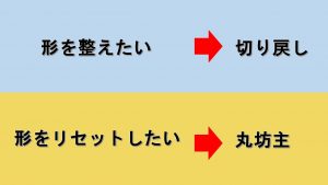 ガジュマルの剪定方法は切り戻しと丸坊主 簡単お手入れを一挙公開 Yourmystar Style By ユアマイスター