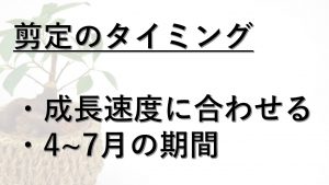 ガジュマルの剪定方法は切り戻しと丸坊主 簡単お手入れを一挙公開 Yourmystar Style By ユアマイスター