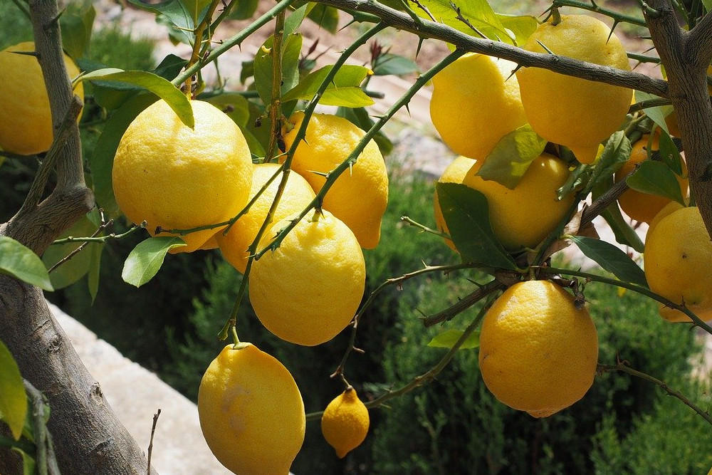 レモンの正しい剪定方法とは 自宅で上手に育てるコツを紹介します Yourmystar Style By ユアマイスター