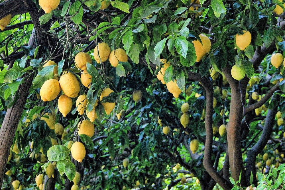 レモン の 木 剪定 の 仕方